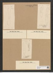 Diatomeae indet. Zeichnungen Sammlung Grunow Nr. 6581 (NHMW-BOT-W0375327)